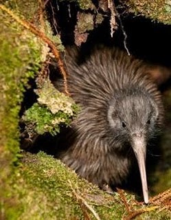 kiwi d'okarito dans son terrier