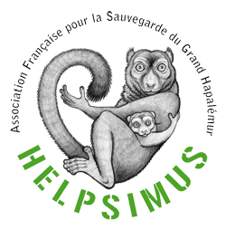 logo helpsimus AFSGH