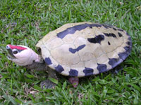 batagur borneoensis mâle en période de reproduction