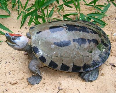 Grosse batagur borneoensis - Espèces menacées