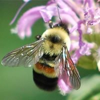 Bombus affinis sur une fleur 