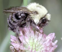 Bombus Franklin butinant une fleur