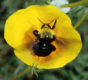 Bourdon de franklin sur une fleur