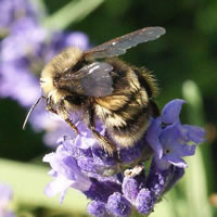 Bombus occidentalis sur une fleur 