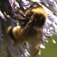 Bombus terricola sur une fleur 