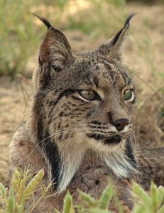 portrait du lynx pardelle