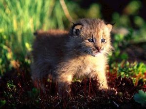 Un jeune lynx pardelle