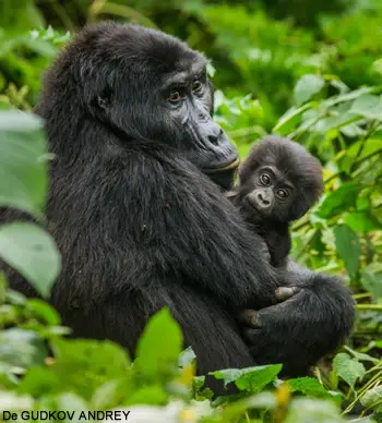 Gorilla gorilla diehli