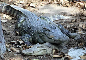 Deux crocodiles du Siam côte à côte