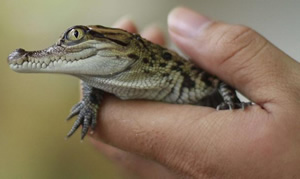 Un petit crocodile du Siam