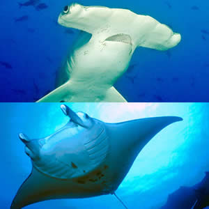 CITES : Requin marteau et raie manta