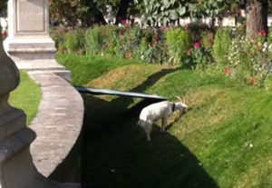 Eco pâturage au jardin des Tuileries