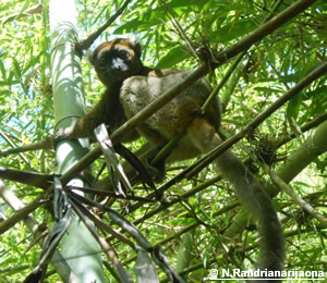 Grand hapalémur perché dans du bambou