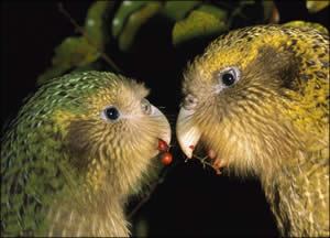 Couple de kakapo mangeant des baies