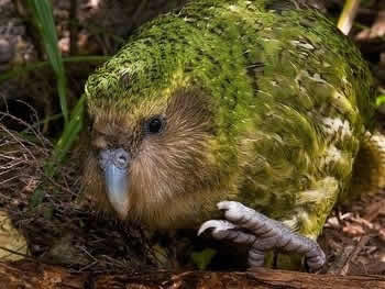 Le kakapo se déplaçant