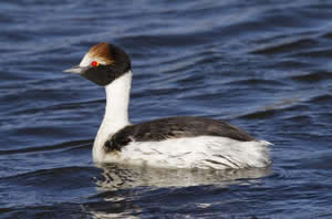 Grebe mitre sur l'eau