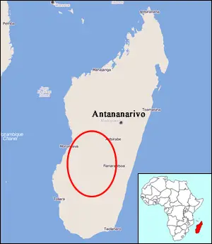 Carte Madagascar et fourmi dracula