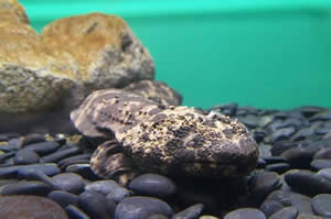 Salamandre géante de Chine au fond de l'eau