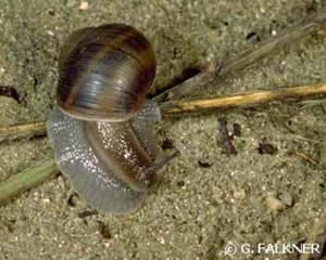 Helix de Corse dans le sable