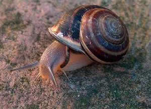 La mourgette, un escargot de Corse