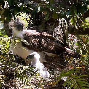 Un aigle des Philippines dans sont nid