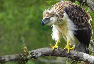 Un aigle des philippines sur une branche