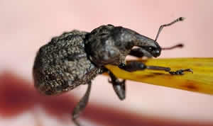 Hadramphus tuberculatus ou le charançon bosselé de Canterbury