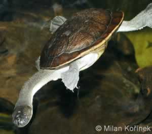 tortue à cou de serpent dans l'eau
