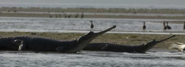 Deux gavial du Gange sur le sable