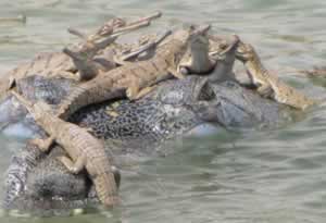 Une portée de petits gavials de Gange