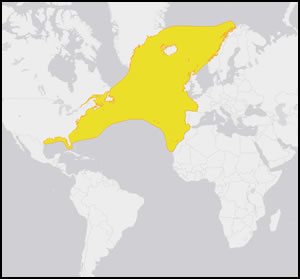 zone de répartition de la baleine franche de l'Atlantique nord