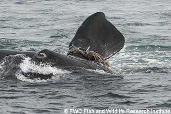 baleine franche de l'Atlantique nord menacée
