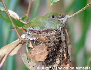 Femelle araripe manakin