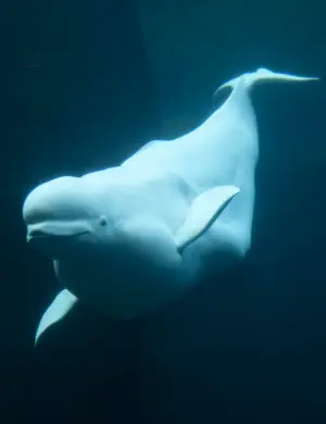 Beluga ou baleine blanche
