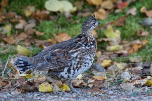 Gelinotte, oiseau suisse