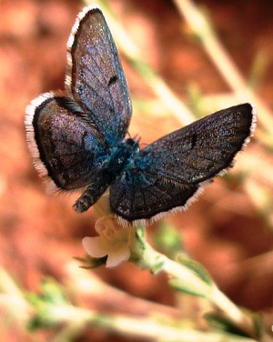 le bâton bleu du Sinaï vu de dessus