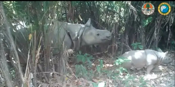 bébé et sa mère rhinocéros de java