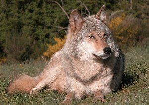 canis lupus