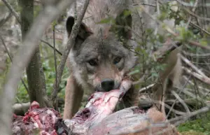 brebis tuée par loup