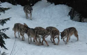 plusieurs loups en hiver