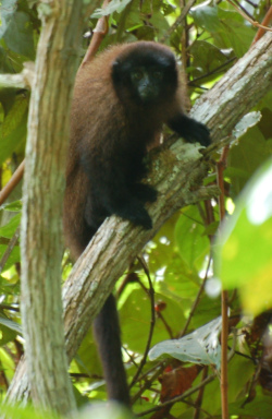 nouvelle espèce de singe titi