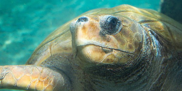 tortue dans l'eau