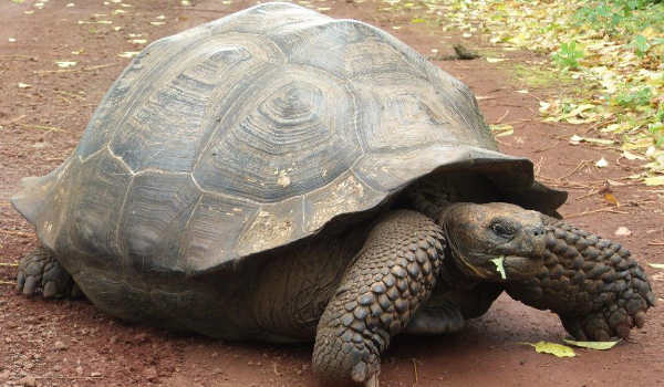 tortue géante