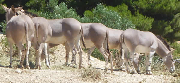 harde d'ânes