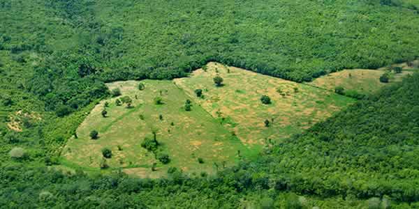 forêt amazonienne au bresil