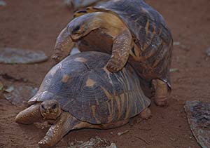 tortue accouplement