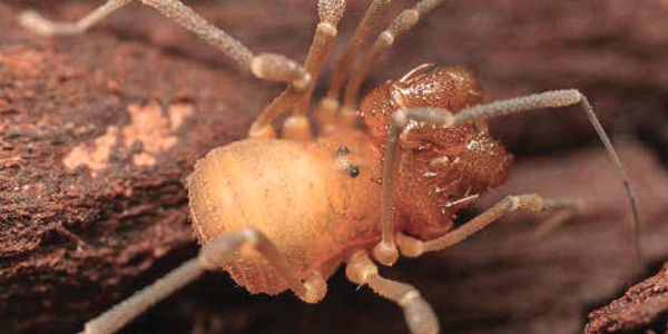 arachnide découverte