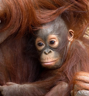 petit orang-outan