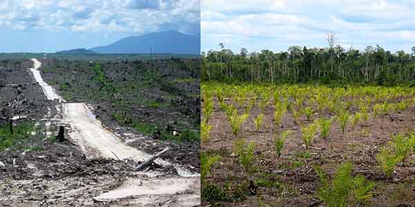 plantation huile de palme