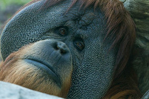 mâle orang outan